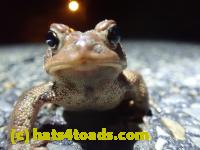 /home//u458753944/public_html/sourcegallery//Roxborough Toad Detour/2022/2022-03-17/P3170871.JPG